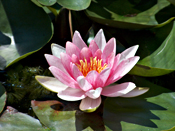 Roze lotus op het water als beeld van innerlijke groei