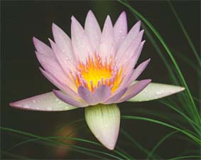 Lotusbloem als symbool voor meditatie en bewustwording