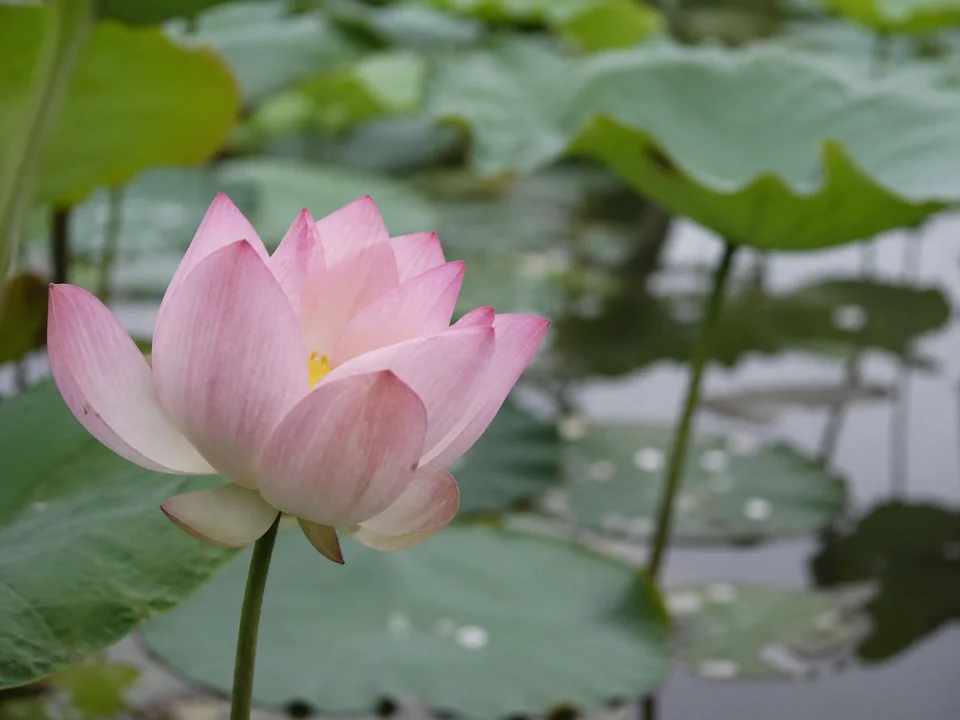 Roze lotus van opzij boven een vijver met groene bladeren