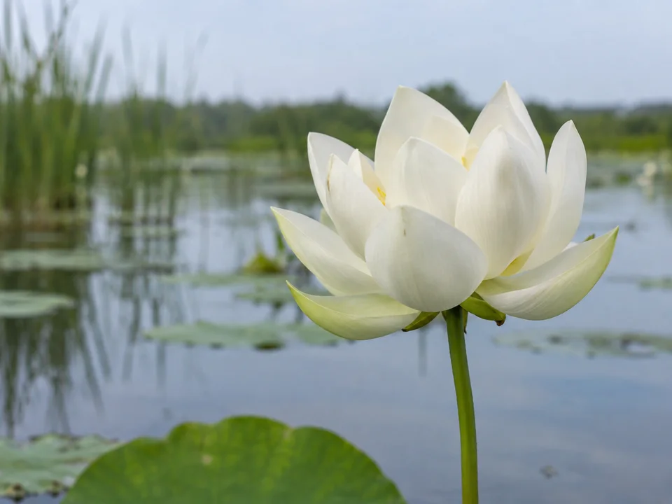 Witte lotus boven rustig water met riet op de achtergrond